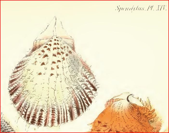 Conferma determinazione Spondylus spinosus
